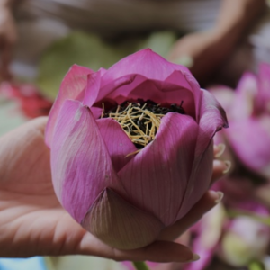 Trà Ướp Bông Sen Tươi