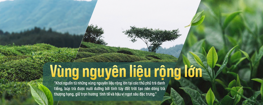 vùng nguyên liệu rộng lớn Thiên Mộc Trầm