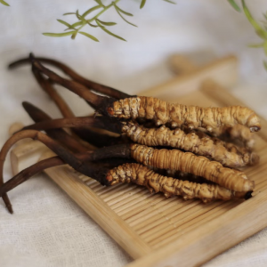 Đông Trùng Hạ Thảo Tây Tạng loại 600 con