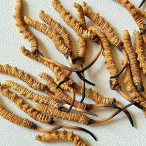 Đông Trùng Hạ Thảo Tây Tạng loại 600 con