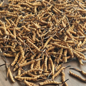 Alternative view of Đông Trùng Hạ Thảo Tây Tạng Nguyên Con loại 500 con