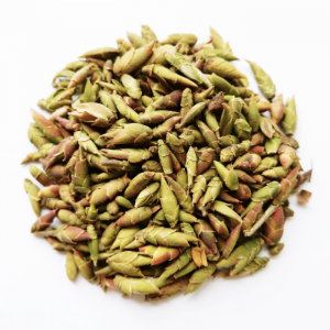 Alternative view of Bạch Trà Đuôi Rồng Cổ Thụ