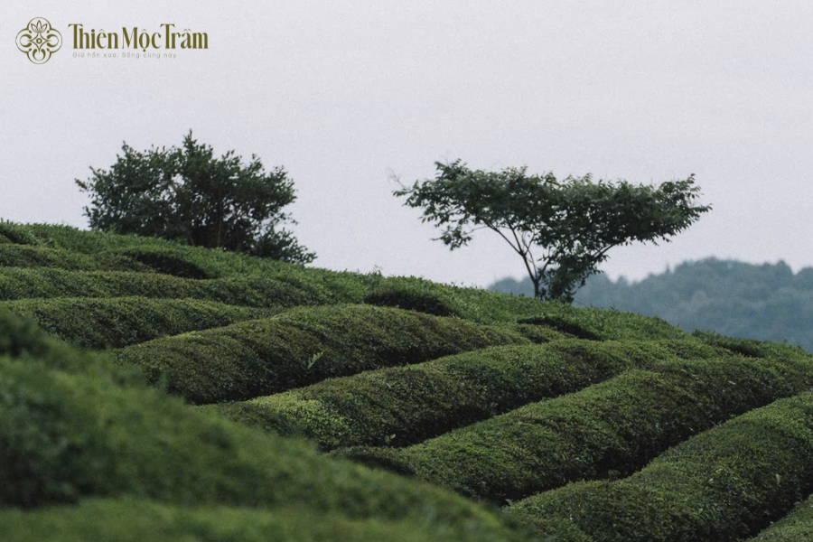 Hành trình từ đồi trà đến bàn trà