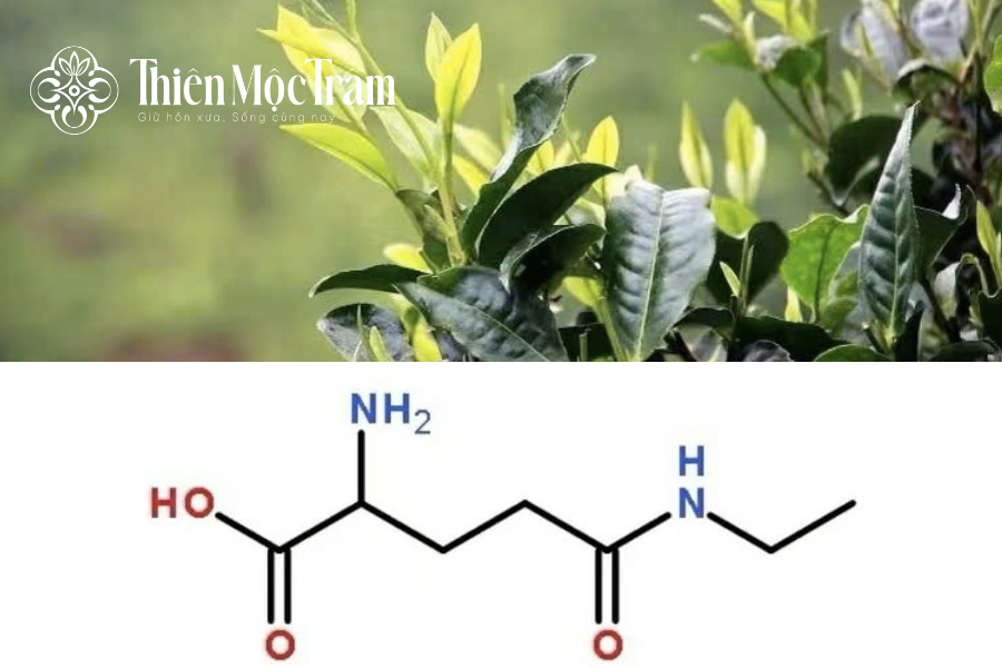 Trà mạn có caffein không?