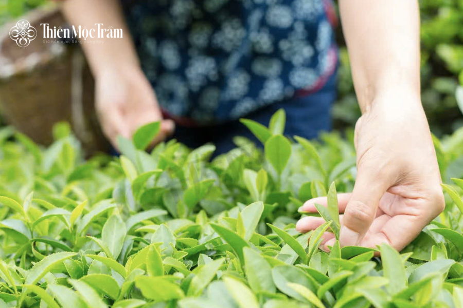 Cách phân biệt trà thủ công thật và trà trộn/đại trà