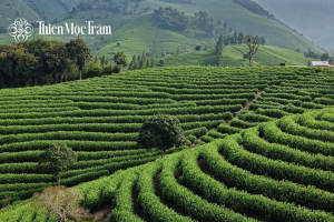 nguồn gốc trà mạn