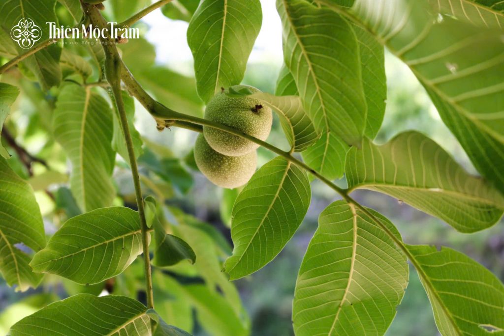 Hạt macca – Hành trình từ vùng đất lành đến giá trị dinh dưỡng tự nhiên