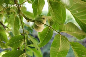 Hạt macca – Hành trình từ vùng đất lành đến giá trị dinh dưỡng tự nhiên