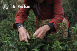 Hái trà – bước khởi đầu của chế biến hồng trà