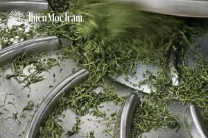 Vò trà – kích hoạt enzym tự nhiên trong chế biến hồng trà