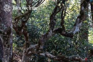 Tại sao trà cổ thụ Shan Tuyết có giá đắt hơn các loại trà mạn thông thường?