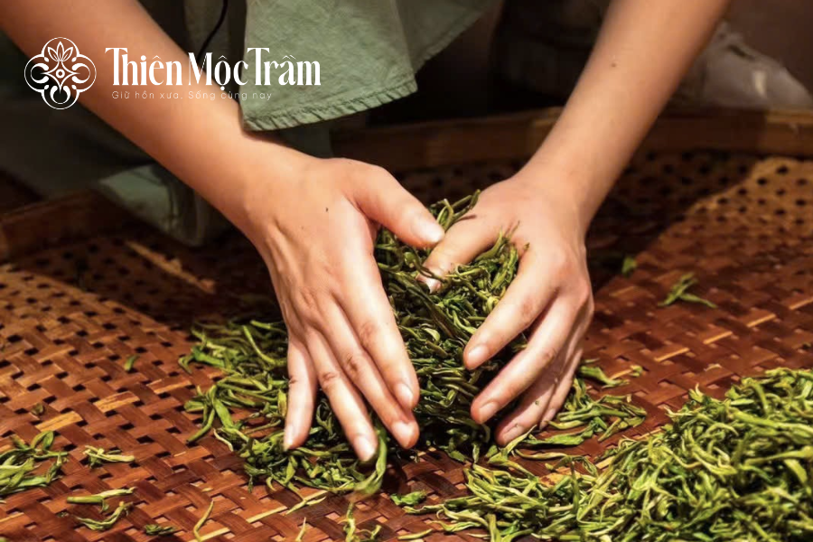 Đặc điểm nhận biết trà Shan Tuyết cổ thụ Hà Giang chính gốc