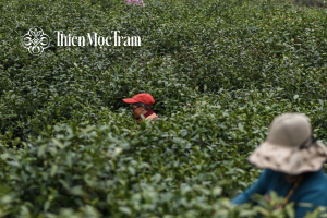 Nguồn nguyên liệu hiếm trà shan tuyết