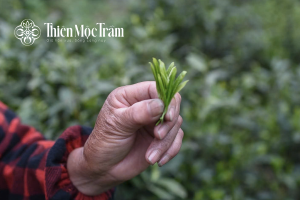 trà shan tuyết thu hái 1 tôm 2 lá