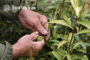 Thu hái cực kỳ khó khăn trà shan tuyết