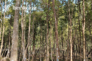 cây trầm lâu năm