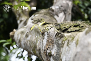 Nguồn gốc của trầm hương (từ cây dó bầu)