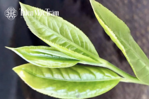 Nghịch lý caffeine trong Trà cổ thụ – Khác biệt từ cách chế biến