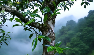 Shan Tuyết - Trà cổ Hà giang