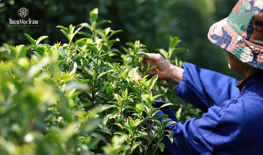 Vì sao cùng một giống trà nhưng hương vị khác nhau?