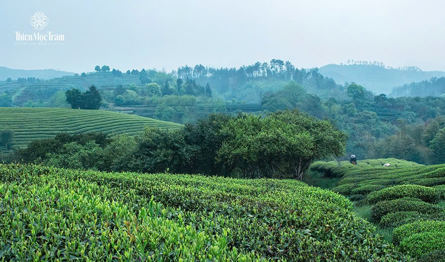 Vì sao trà núi cao hoang sơ luôn được giới sành trà đánh giá cao?