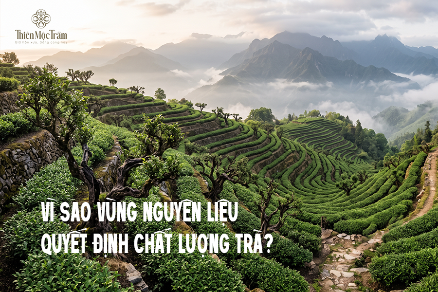 Khám phá vùng nguyên liệu trà Thiên Mộc Trầm